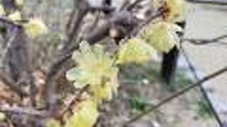 梅の名所でもあり、蝋梅や水仙の花も見られる