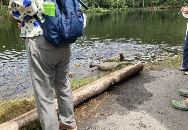 志賀高原の多くある池の一つで鯉がいる綺麗な水の池です