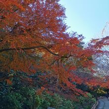 浜松城公園