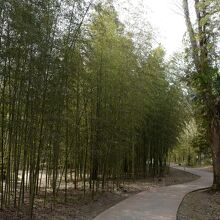 情報館から社跡へ続く、竹藪の中を通る道も良い。