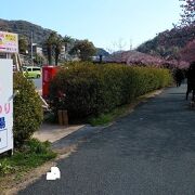 青野川に沿って春の訪れを感じる河津桜を満喫