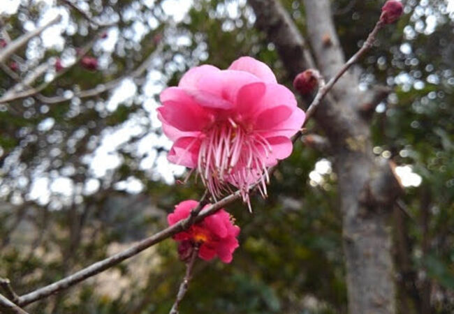 天澤院