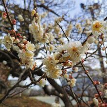 小田原市郷土文化館 