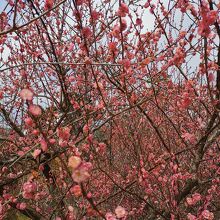小田原市郷土文化館 