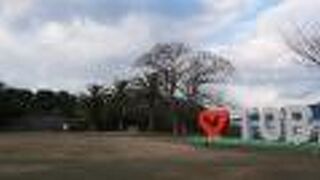 鳥羽城跡の二の丸だったところ