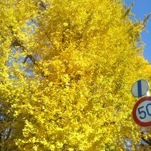 綺麗ないちょうの紅葉