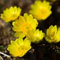 埼玉県花と緑の振興センター