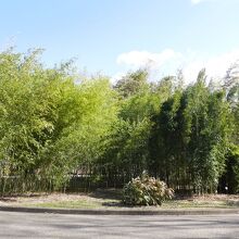 風で竹の葉の音がするのがよい。