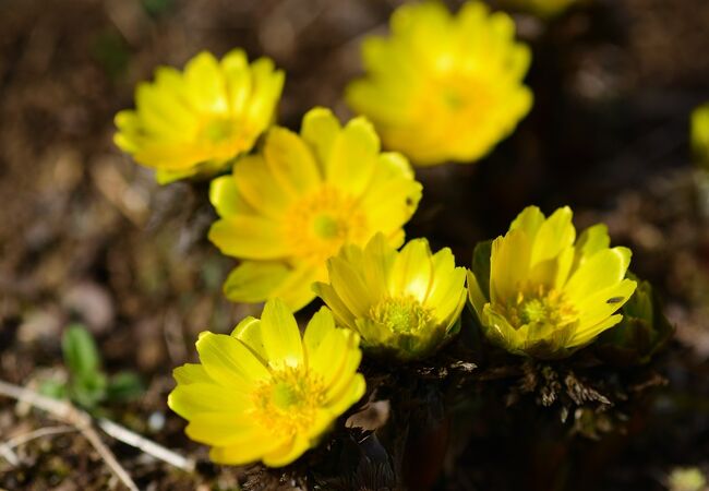 埼玉県花と緑の振興センター