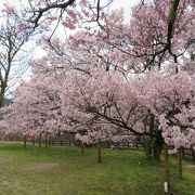 高台にある桜のきれいな公園