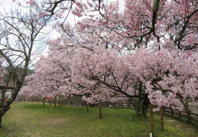 高台にある桜のきれいな公園