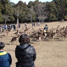 たくさんの方が鑑賞されていました。餌はドングリです。