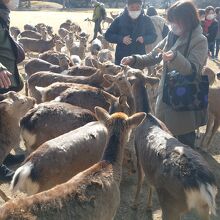 やっぱり「鹿せんべい」がお好きのようで！