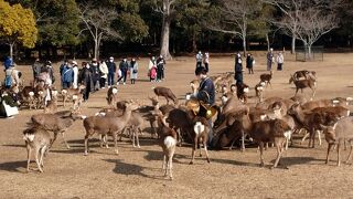 奈良の風物詩「鹿寄せ」が無料で観覧できるキャンペーン