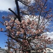 2月に桜が咲くJR桃山駅！