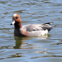 ヒドリガモ（緋鳥鴨）