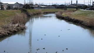 野鳥のオオバン、見つけた！