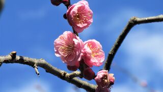 奥に「梅園」があったんだ！
