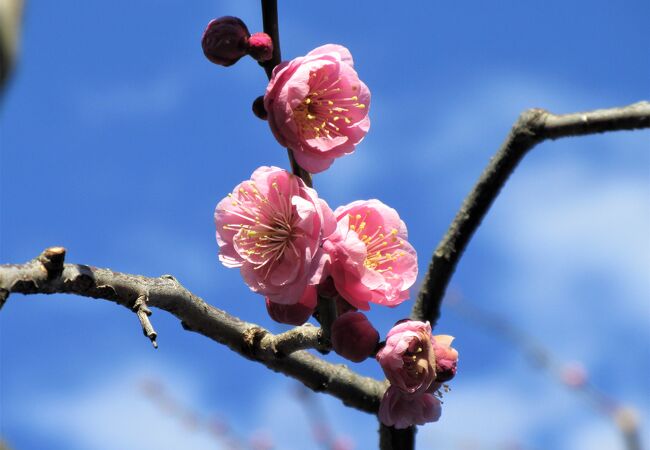 奥に「梅園」があったんだ！