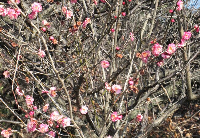 参道付近の梅が花を付け始めました