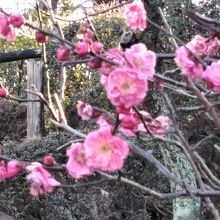 駐車場付近の紅梅の花