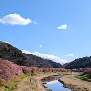 ひと足早くゆったりお花見