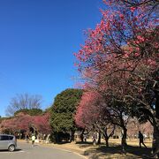 速報　大宮第二公園の梅園　2022/2/25