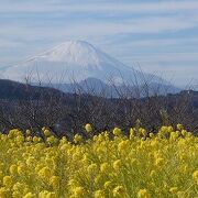 菜の花と富士山コラボ