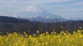 菜の花と富士山コラボ