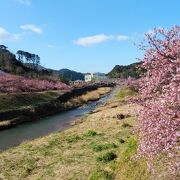 川沿いに見られる河津桜の並木道