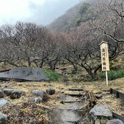 2月中旬で五分咲き