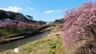 川沿いに見られる河津桜の並木道