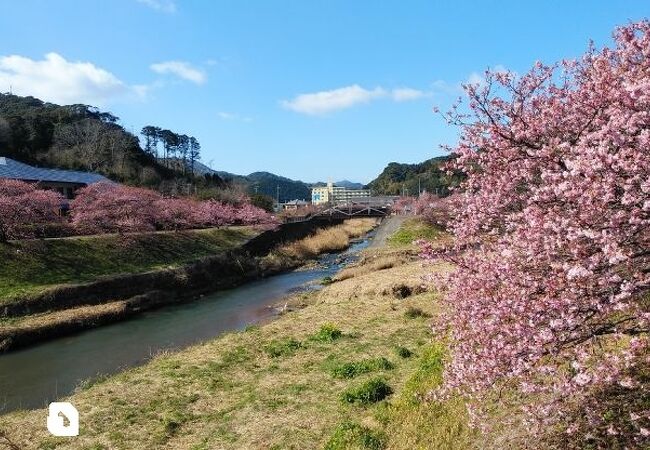 川沿いに見られる河津桜の並木道
