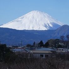 今年は寒くて、開花遅く