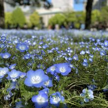 ネモフィラ満開