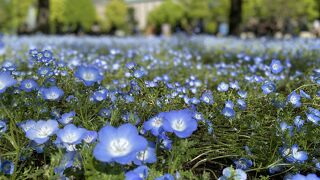 春の日比谷公園