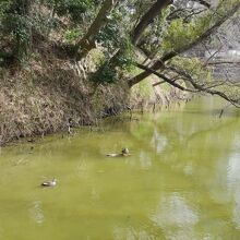 池のカモ。