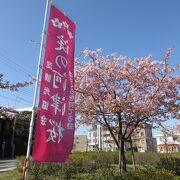 ３月初めに見ごろを迎えます