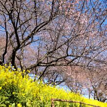 河津桜と菜の花の競演