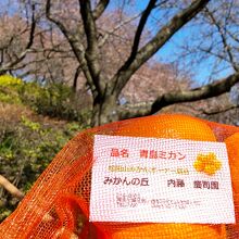 河津桜をバックに内藤園の蜜柑