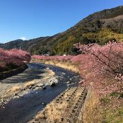 速報！河津桜7分咲き　2022/2/27