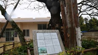 今泊のコバティシ