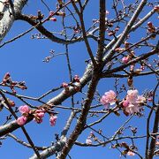 河津桜がちらほらと。