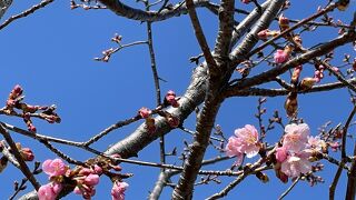 河津桜がちらほらと。