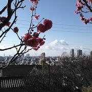 梅は岡本、桜は吉野､みかん紀の国、栗丹波