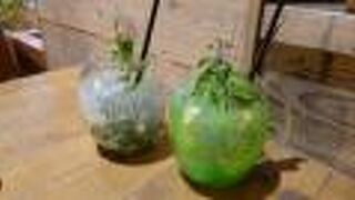 パスタもピザもレモネードも、どれもおいしかったです。