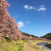 速報！見事な見応え　みなみの桜と菜の花　2022/2/28