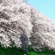 桜のトンネル