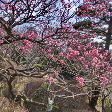 中山観音公園