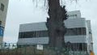 冬の大いちょう